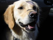 180px-Golden_Retriever_Hannah.jpg